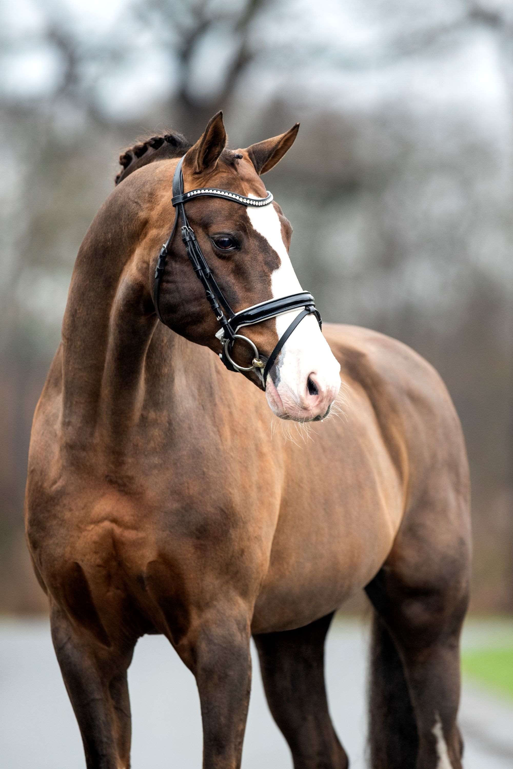 Callaho's Benicio Stallion
